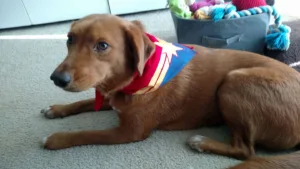 Captain Marvel Dog Bandana - Screen Printing - Patrick King Art